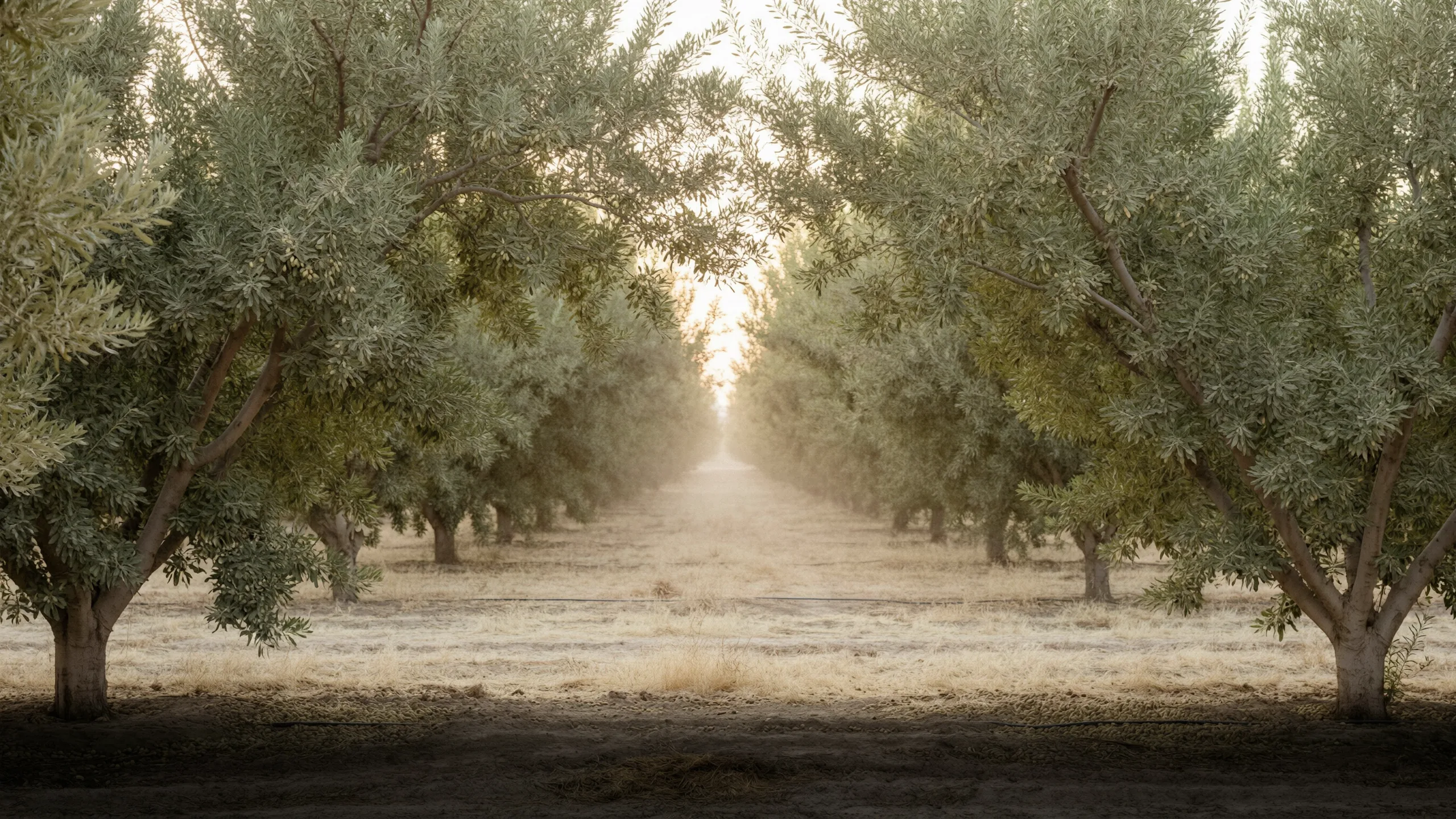 A corridor between two rows of orchard trees, hazy backlight, dry ground