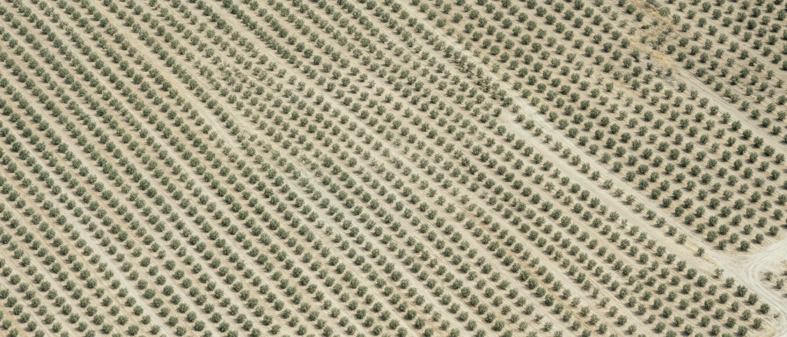 Orchard rows seen from above as a repeating pattern on pale soil